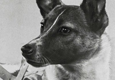 ΤΑ ΑΔΕΣΠΟΤΑ ΜΑΣ ΠΗΓΑΝ ΣΤΟ ΔΙΑΣΤΗΜΑ: Η Λάικα, η Μπέλκα και η Στρέλκα