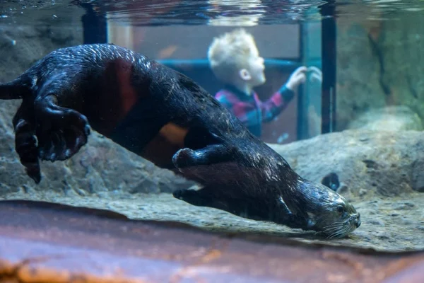 x – National Sea Life Centre Entrance Ticket