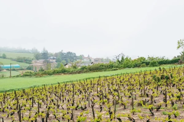 x – Golden Stones Beaujolais Wine Tasting Tour